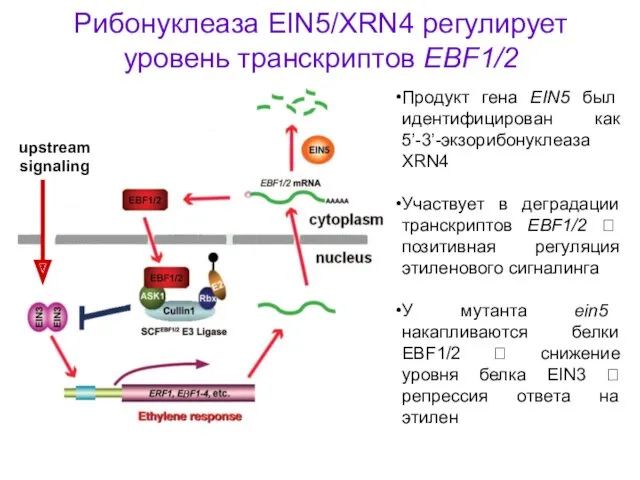 Рибонуклеаза EIN5/XRN4 регулирует уровень транскриптов EBF1/2 Продукт гена EIN5 был