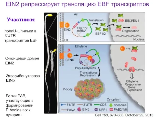 EIN2 репрессирует трансляцию EBF транскриптов полиU-шпильки в 3’UTR транскриптов EBF