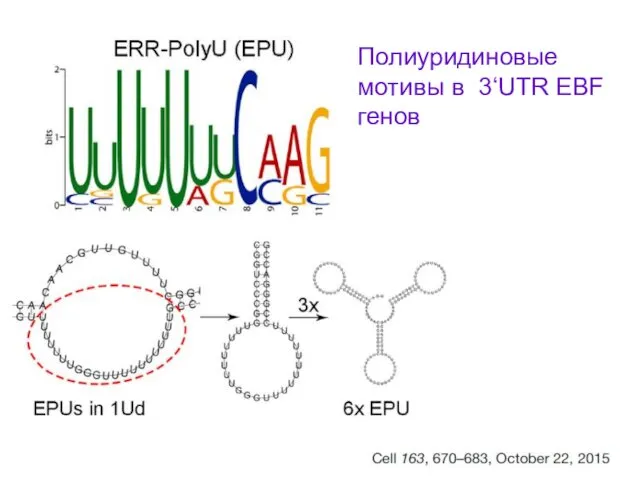 Полиуридиновые мотивы в 3‘UTR EBF генов