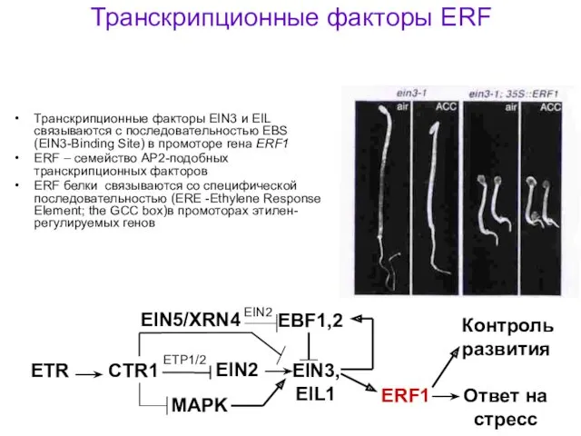 Транскрипционные факторы ERF Транскрипционные факторы EIN3 и EIL связываются с