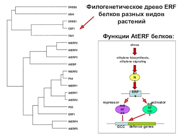 Филогенетическое древо ERF белков разных видов растений