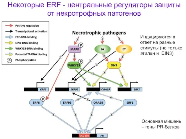 Некоторые ERF - центральные регуляторы защиты от некротрофных патогенов Индуцируются