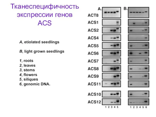 Тканеспецифичность экспрессии генов ACS A, etiolated seedlings B, light grown