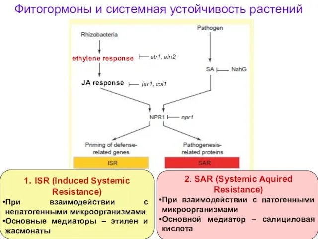 Фитогормоны и системная устойчивость растений 1. ISR (Induced Systemic Resistance)