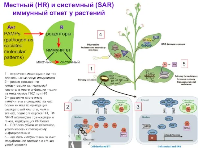 Местный (HR) и системный (SAR) иммунный ответ у растений 1