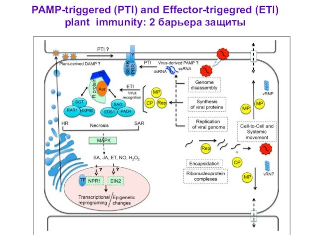 PAMP-triggered (PTI) and Effector-trigegred (ETI) plant immunity: 2 барьера защиты