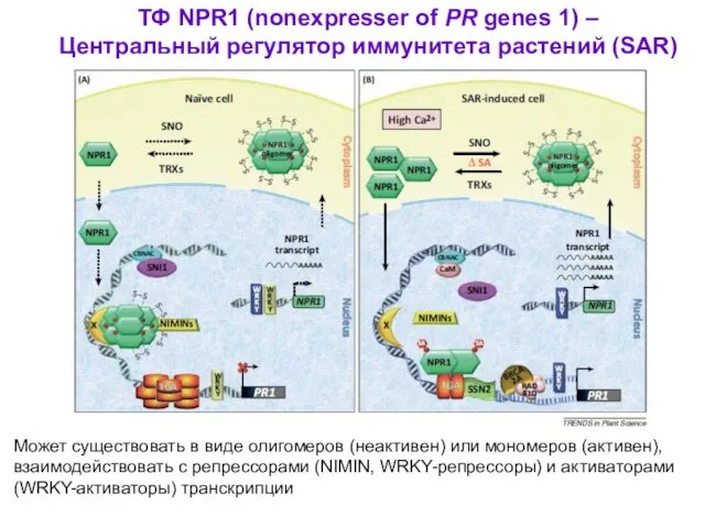 ТФ NPR1 (nonexpresser of PR genes 1) – Центральный регулятор