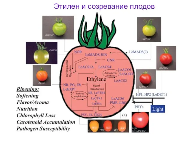 Этилен и созревание плодов