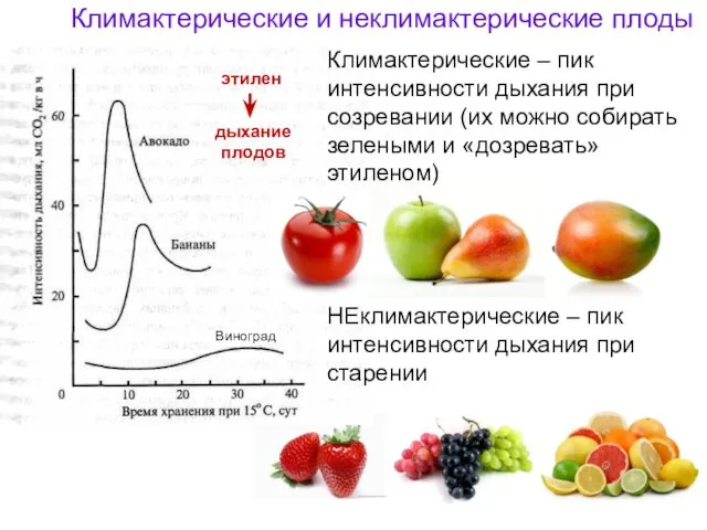 Климактерические и неклимактерические плоды НЕклимактерические – пик интенсивности дыхания при