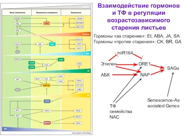 Взаимодействие гормонов и ТФ в регуляции возрастозависимого старения листьев Гормоны