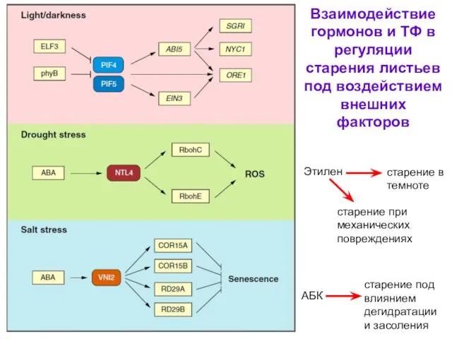 Взаимодействие гормонов и ТФ в регуляции старения листьев под воздействием