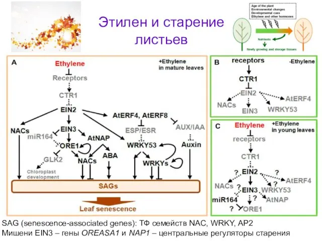 SAG (senescence-associated genes): ТФ семейств NAC, WRKY, AP2 Mишени EIN3