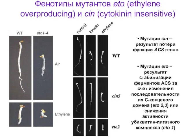 Фенотипы мутантов eto (ethylene overproducing) и cin (cytokinin insensitive) Мутации