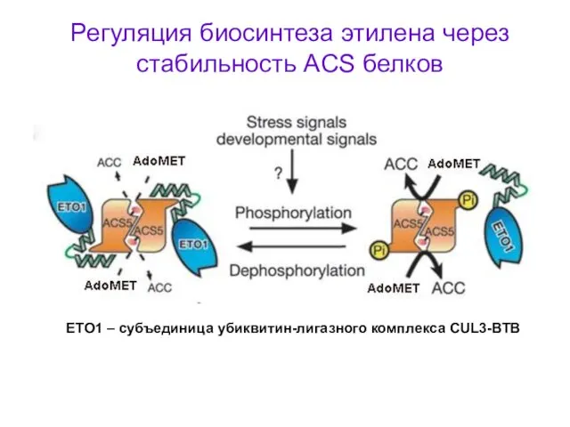 Регуляция биосинтеза этилена через стабильность ACS белков ETO1 – субъединица убиквитин-лигазного комплекса CUL3-BTB