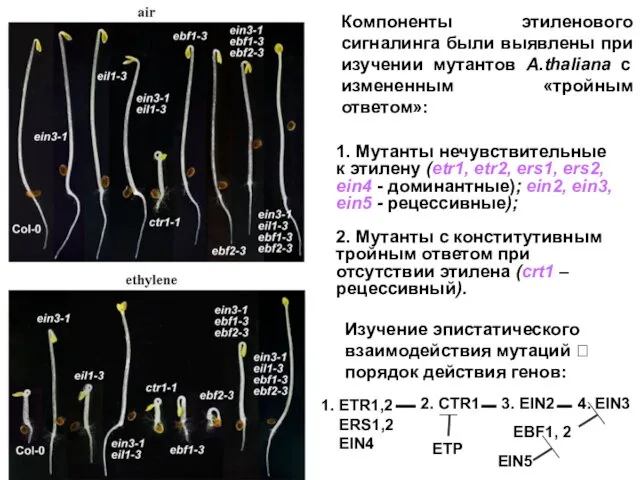 ethylene air 1. Мутанты нечувствительные к этилену (etr1, etr2, ers1,