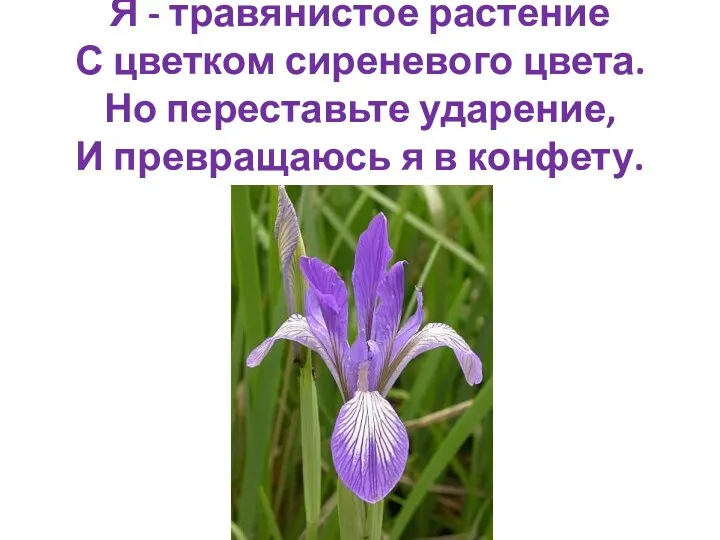 Я - травянистое растение С цветком сиреневого цвета. Но переставьте ударение, И превращаюсь я в конфету.