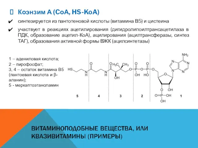 Коэнзим А (CоА, HS-KoA) синтезируется из пантотеновой кислоты (витамина В5)