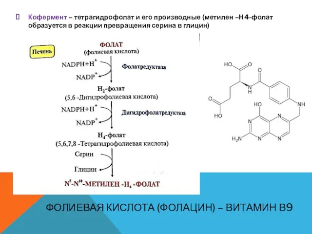 ФОЛИЕВАЯ КИСЛОТА (ФОЛАЦИН) – ВИТАМИН В9 Кофермент – тетрагидрофолат и