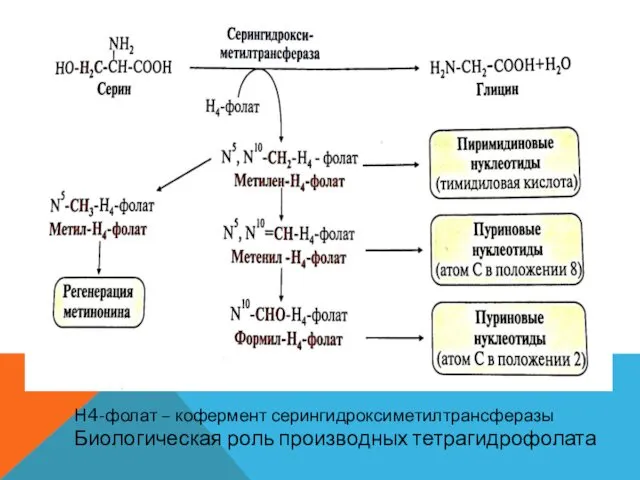 Н4-фолат – кофермент серингидроксиметилтрансферазы Биологическая роль производных тетрагидрофолата