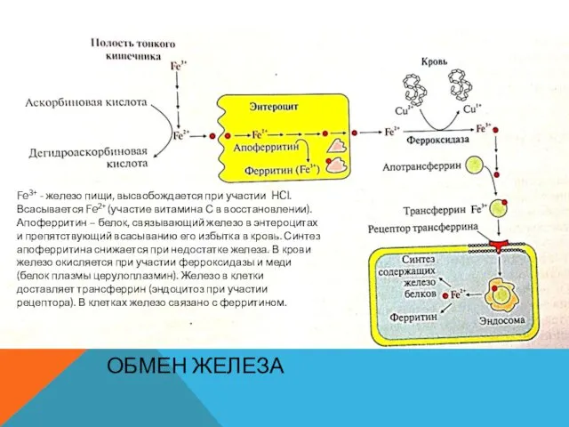 ОБМЕН ЖЕЛЕЗА Fe3+ - железо пищи, высвобождается при участии HCl.