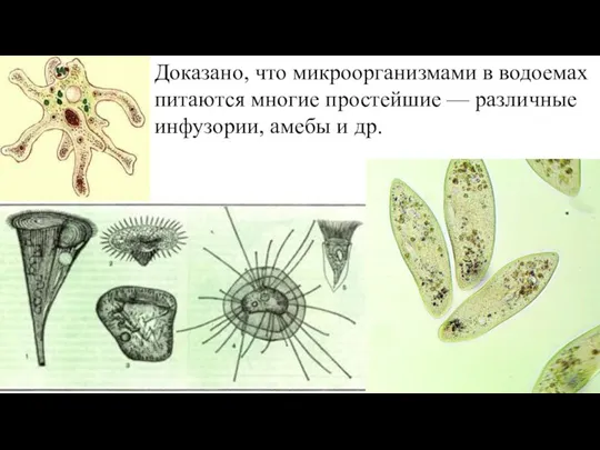 Доказано, что микроорганизмами в водоемах питаются многие простейшие — различные инфузории, амебы и др.