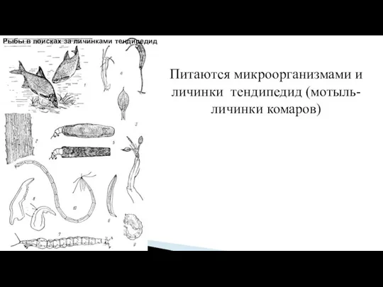 Питаются микроорганизмами и личинки тендипедид (мотыль-личинки комаров) Рыбы в поисках за личинками тендипедид