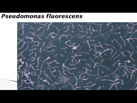 Pseudomonas fluorescens