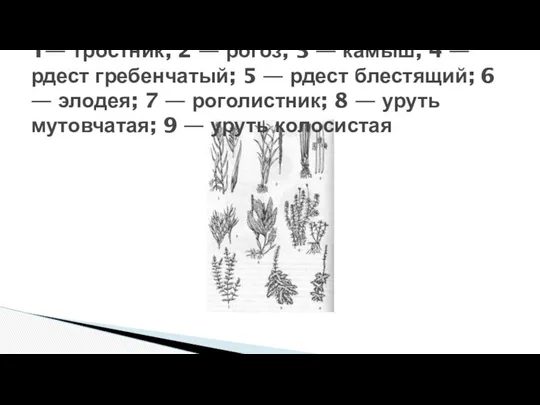 Высшие водные растения: 1— тростник; 2 — рогоз; 3 —