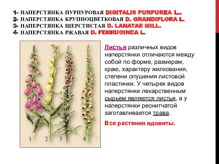 1- НАПЕРСТЯНКА ПУРПУРОВАЯ DIGITALIS PURPUREA L.. 2- НАПЕРСТЯНКА КРУПНОЦВЕТКОВАЯ D.