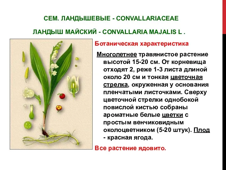 СЕМ. ЛАНДЫШЕВЫЕ - CONVALLARIACEAE ЛАНДЫШ МАЙСКИЙ - CONVALLARIA MAJALIS L