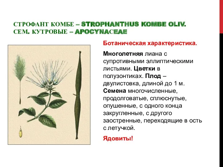 СТРОФАНТ КОМБЕ – STROPHANTHUS KOMBE OLIV. СЕМ. КУТРОВЫЕ – APOCYNAСEAE