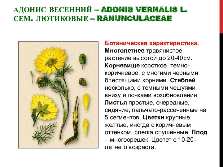 АДОНИС ВЕСЕННИЙ – ADONIS VERNALIS L. СЕМ. ЛЮТИКОВЫЕ – RANUNCULACEAE