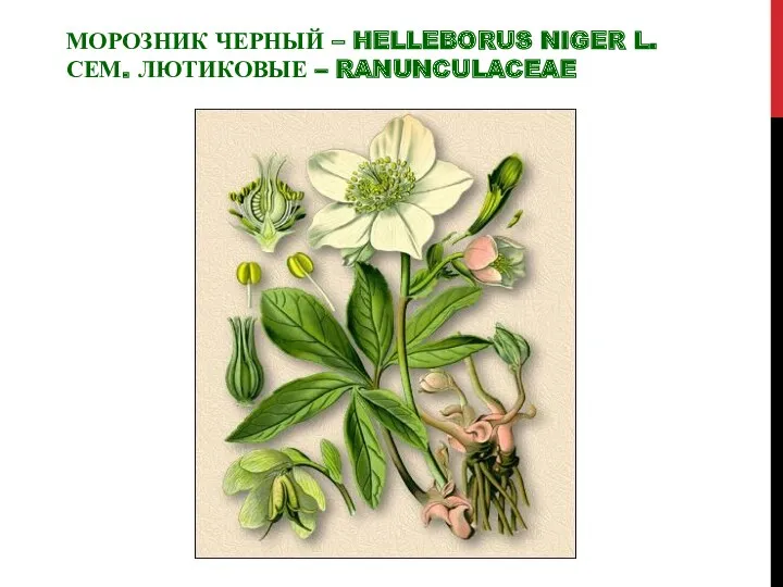 МОРОЗНИК ЧЕРНЫЙ – HELLEBORUS NIGER L. СЕМ. ЛЮТИКОВЫЕ – RANUNCULACEAE