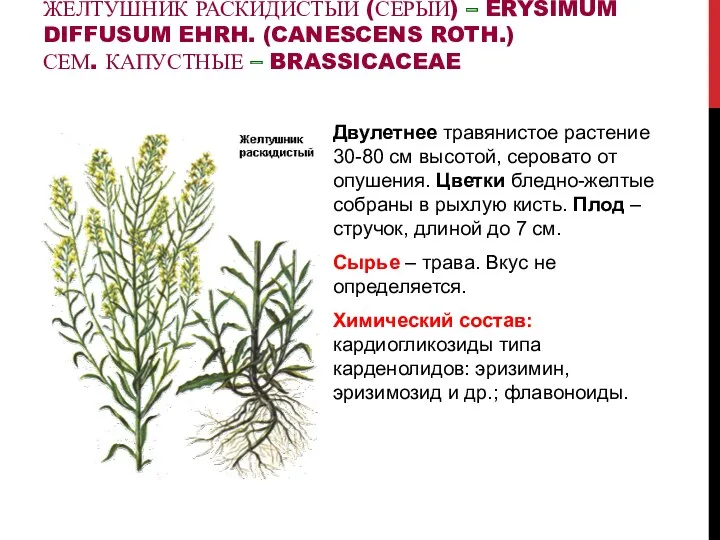 ЖЕЛТУШНИК РАСКИДИСТЫЙ (СЕРЫЙ) – ERYSIMUM DIFFUSUM EHRH. (CANESCENS ROTH.) СЕМ.