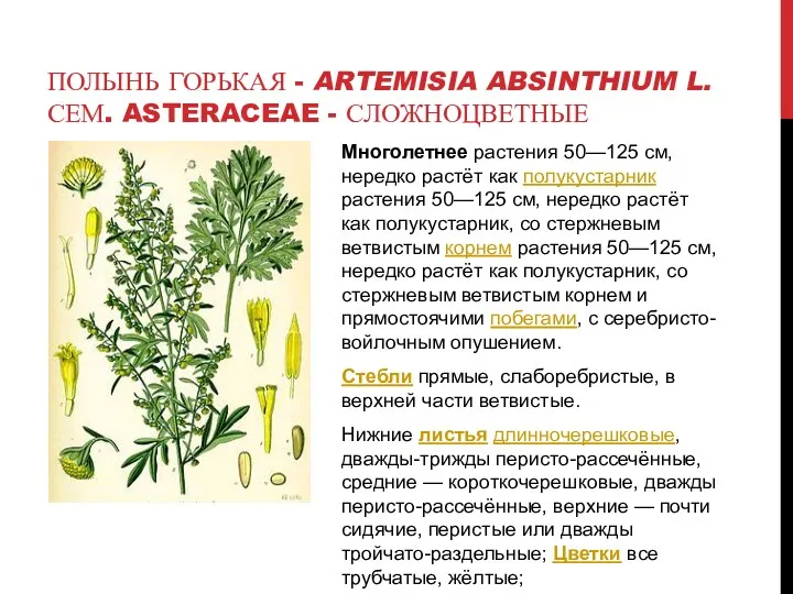 ПОЛЫНЬ ГОРЬКАЯ - ARTEMISIA ABSINTHIUM L. СЕМ. ASTERACEAE - СЛОЖНОЦВЕТНЫЕ