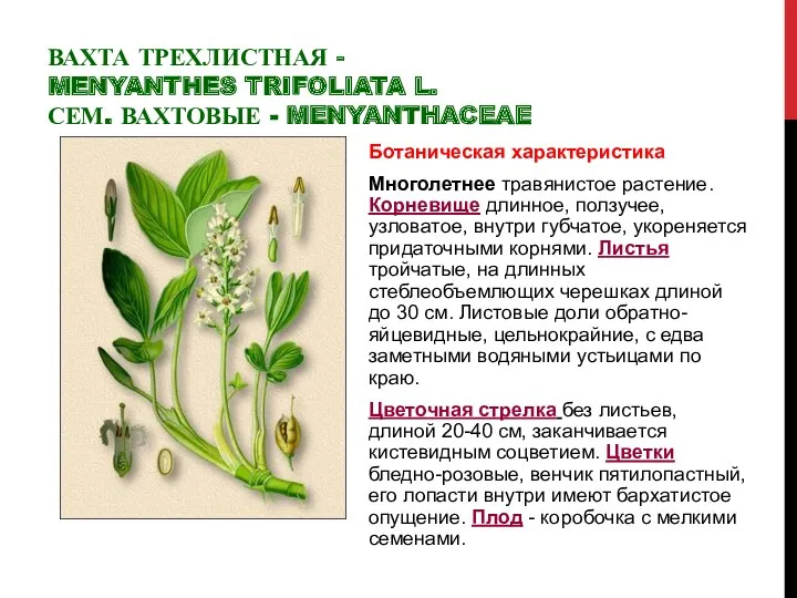 ВАХТА ТРЕХЛИСТНАЯ - MENYANTHES TRIFOLIATA L. СЕМ. ВАХТОВЫЕ - MENYANTHACEAE