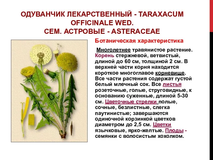 ОДУВАНЧИК ЛЕКАРСТВЕННЫЙ - TARAXACUM OFFICINALE WED. СЕМ. АСТРОВЫЕ - ASTERACEAE