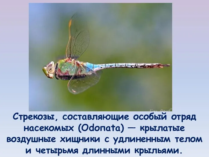 Стрекозы, составляющие особый отряд насекомых (Odопаtа) — крылатые воздушные хищники