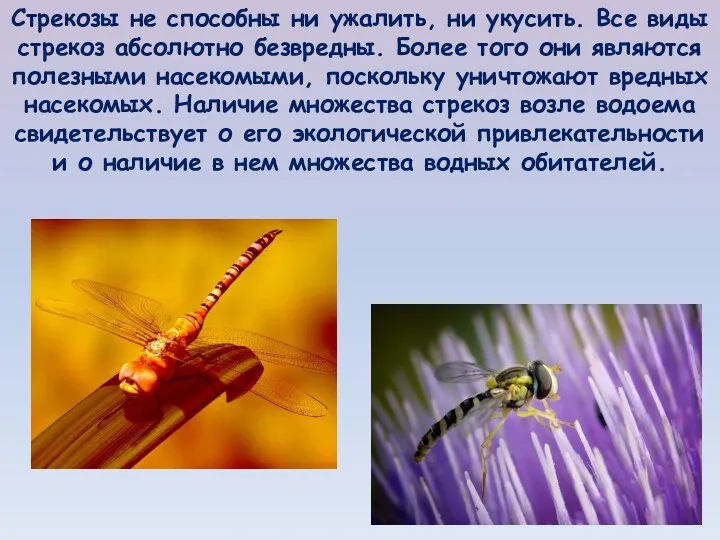 Стрекозы не способны ни ужалить, ни укусить. Все виды стрекоз абсолютно безвредны. Более