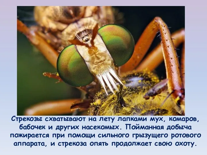Стрекозы схватывают на лету лапками мух, комаров, бабочек и других