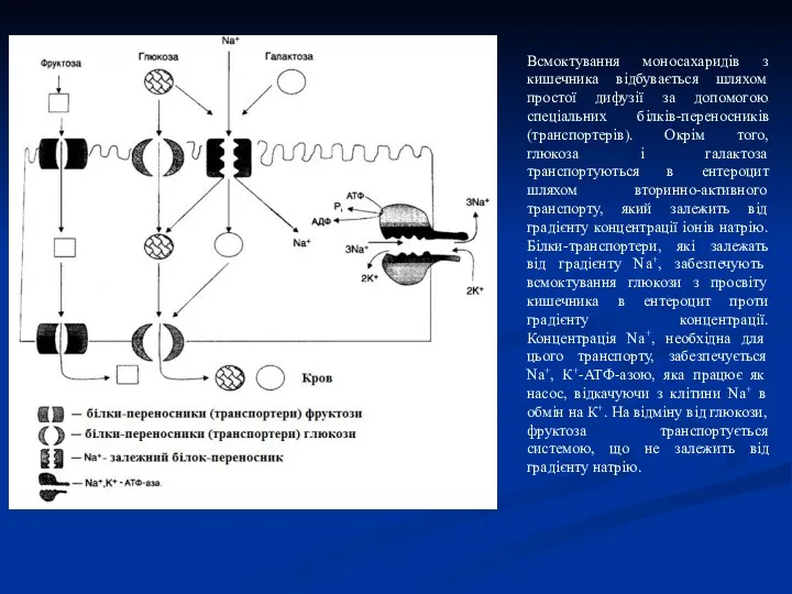 Всмоктування моносахаридів з кишечника відбувається шляхом простої дифузії за допомогою