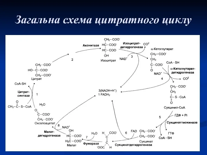 Загальна схема цитратного циклу