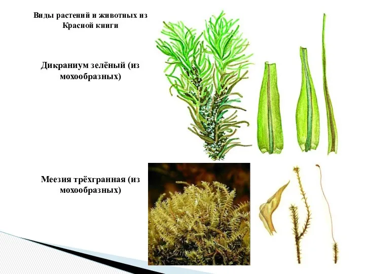 Виды растений и животных из Красной книги Дикраниум зелёный (из мохообразных) Меезия трёхгранная (из мохообразных)