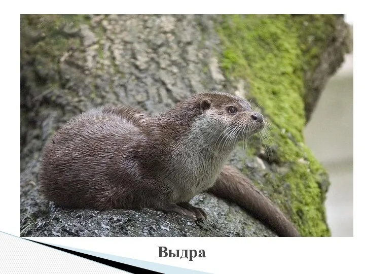 Выдра