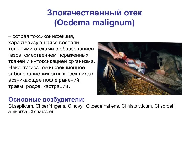 Злокачественный отек (Oedema malignum) – острая токсикоинфекция, характеризующаяся воспали- тельными отеками с образованием