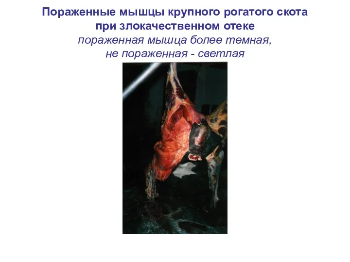 Пораженные мышцы крупного рогатого скота при злокачественном отеке пораженная мышца более темная, не пораженная - светлая