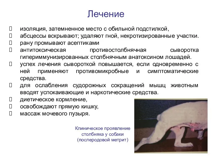Лечение Клиническое проявление столбняка у собаки (послеродовой метрит) изоляция, затемненное место с обильной