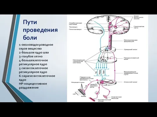 Пути проведения боли 1-околоводопроводное серое вещество 2-большое ядро шва 3-голубое