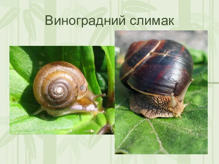 Виноградний слимак