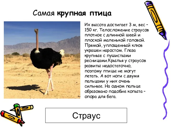 Самая крупная птица Страус Их высота достигает 3 м, вес
